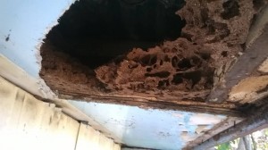 Avoid expensive damage to your home - trust Termibusters, The Townsville Bug People